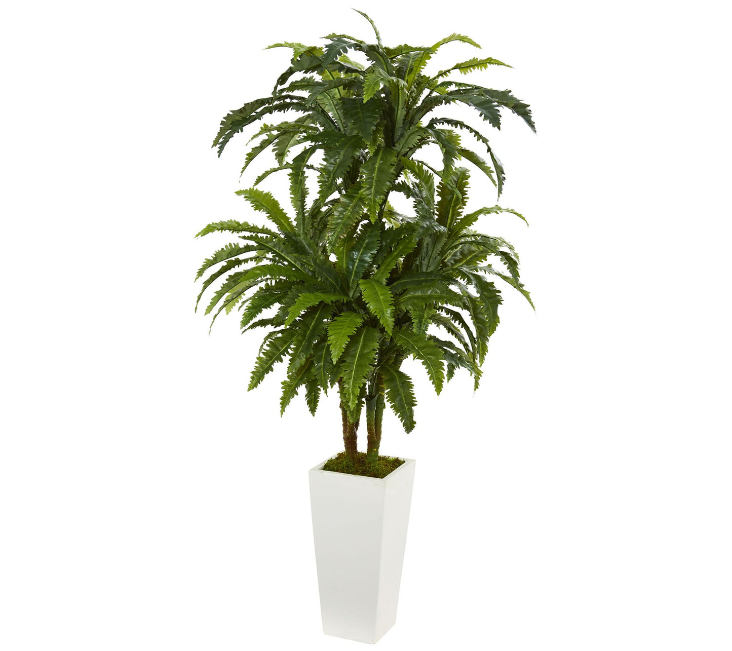 Marginatum Plant in White Tower Planter by Nearly Natural