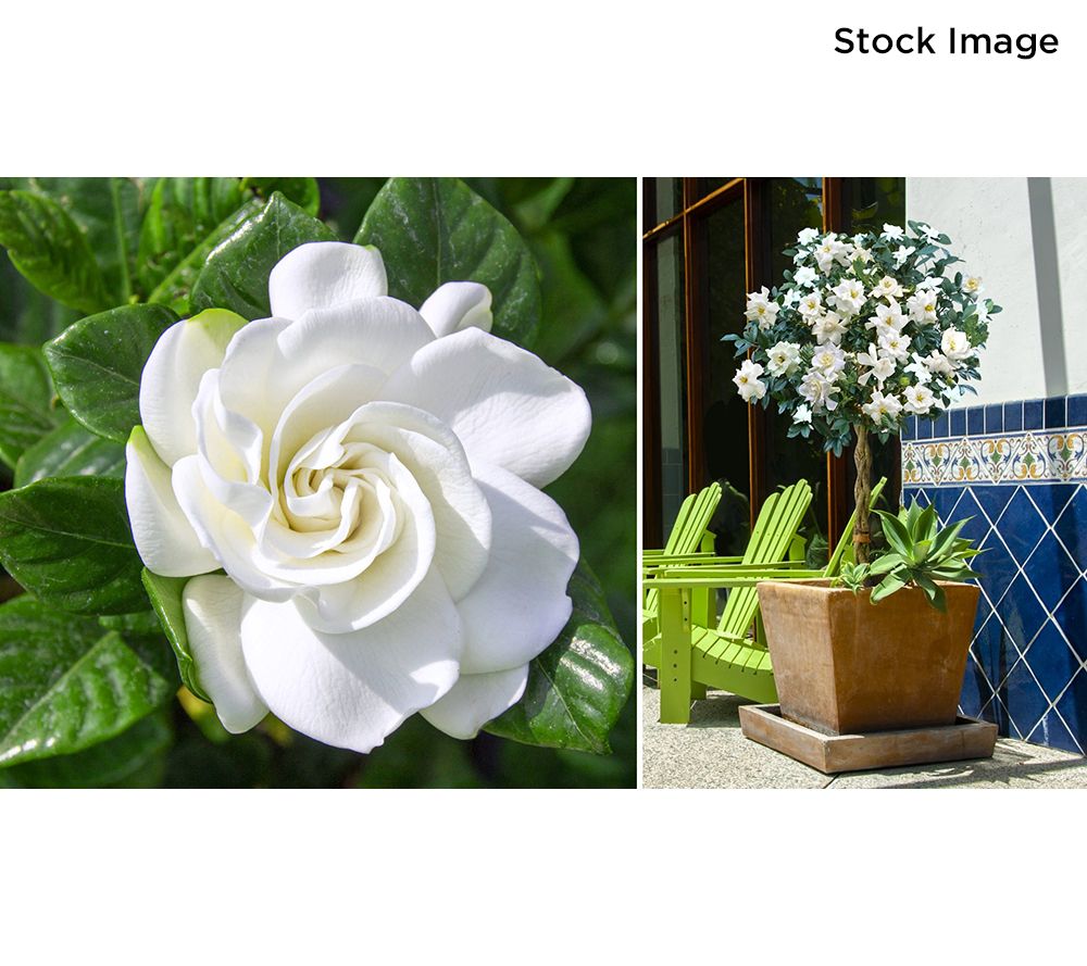 Cottage Farms 1-Piece Braided Gardenia Tree Live Plant