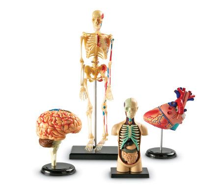 Anatomy Models Set by Learning Resources