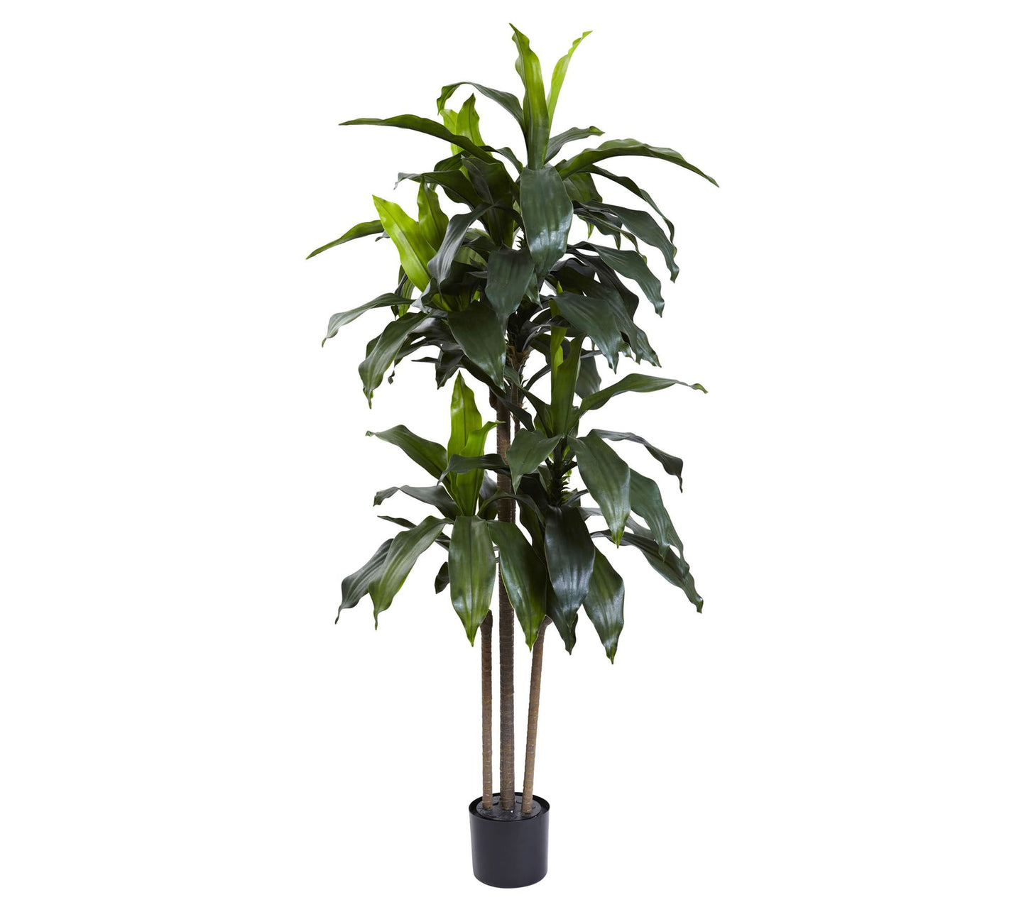 5' Dracaena Plant by Nearly Natural