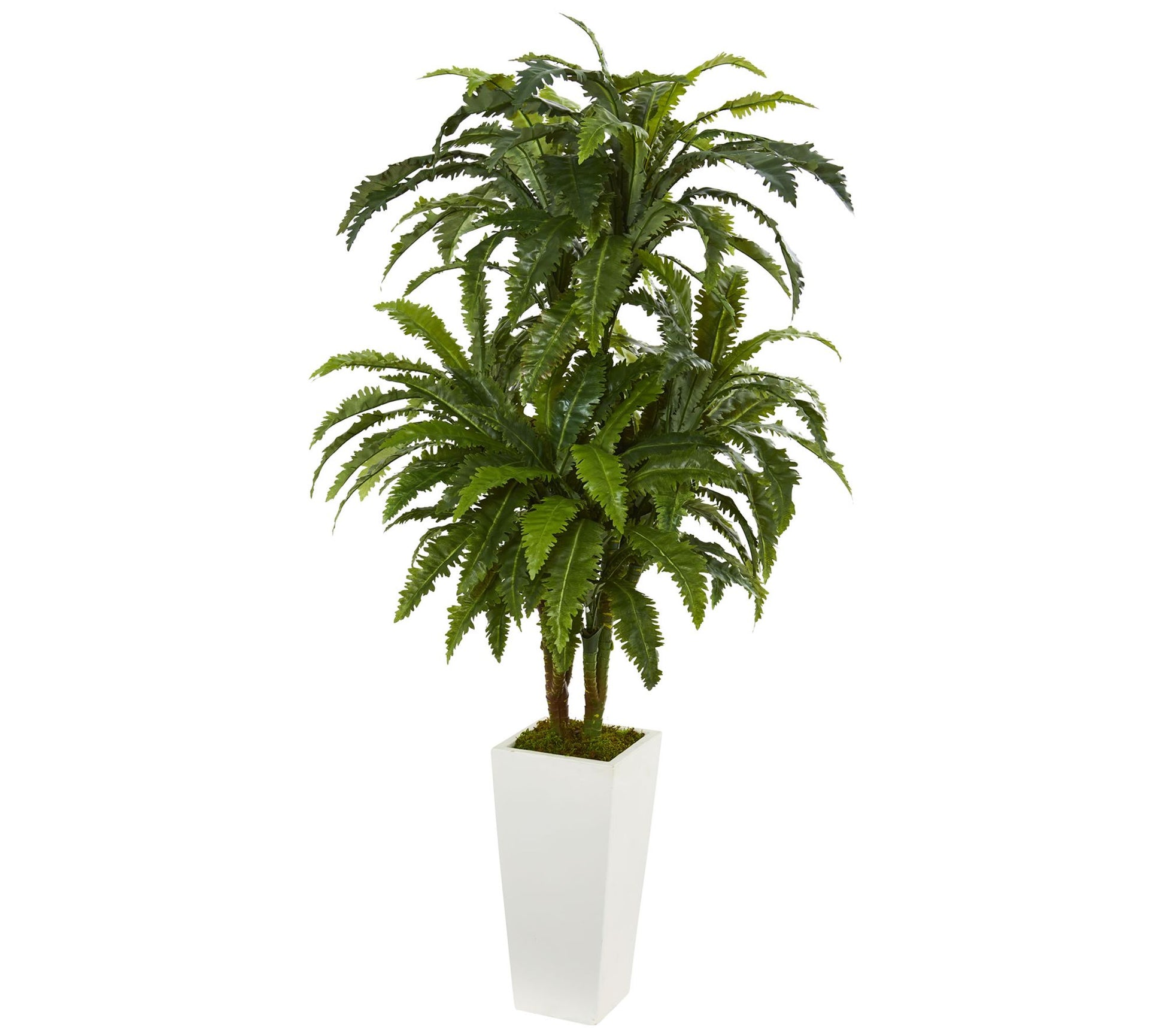 Marginatum Plant in White Tower Planter by Nearly Natural